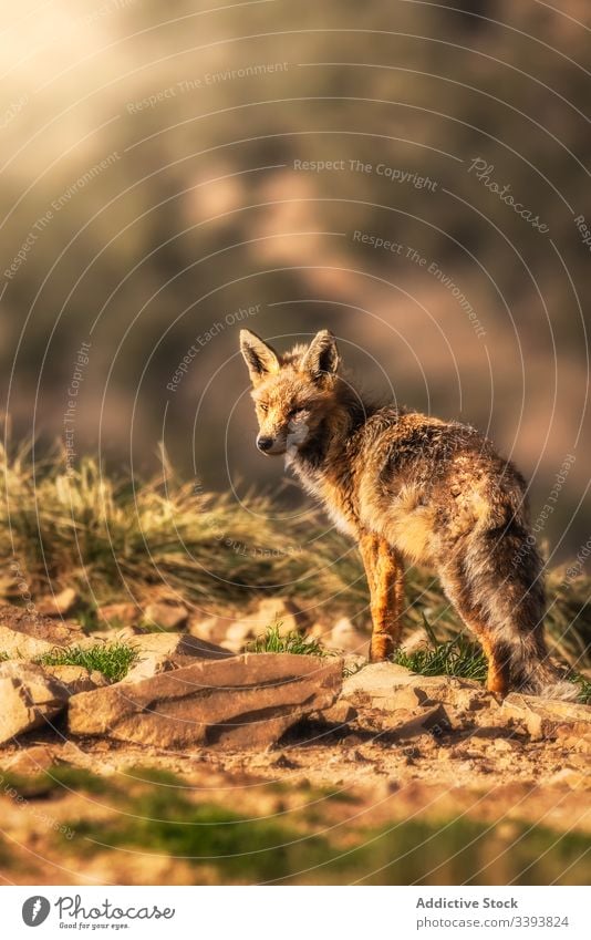 Wildtier im trockenen Gras im Herbst Tier wild Fuchs Natur Feld Landschaft Fauna Säugetier Fleischfresser ländlich Lebensraum neugierig Kreatur Umwelt Bargeld