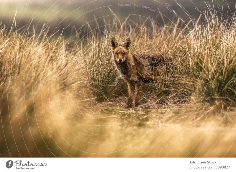 Wildtier im trockenen Gras im Herbst Tier wild Fuchs Natur Feld Landschaft Fauna Säugetier Fleischfresser ländlich Lebensraum neugierig Kreatur Umwelt Bargeld