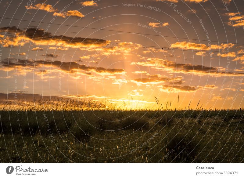 Die Sonne geht unter, Spatzen schwatzen, Gräser leuchten auf grün braun orange Himmel Natur Gräserblüte Abenddämmerung Weide Sommer Sonnenuntergang Wiese Gras