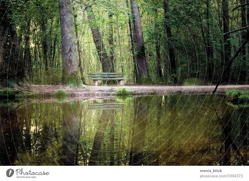 Wald Park Sitzbank Baum grün Natur Blatt Licht Baumstamm Baumrinde Ast Einsamkeit Ruhe Stille Sitzen Bank Alleinsein