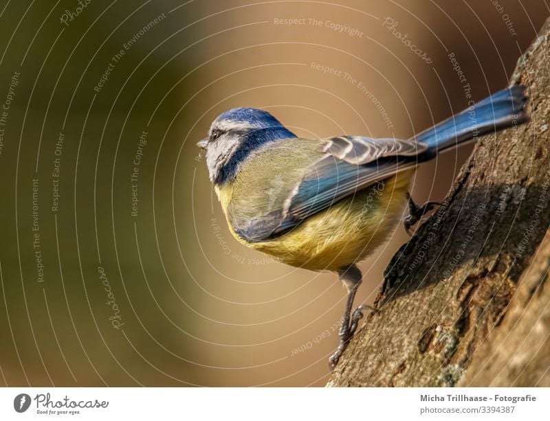 Meise schaut zur Sonne Blaumeise Meisen Cyanistes caeruleus Auge Kopf Schnabel Feder gefiedert Flügel Krallen Tiergesicht Vogel Wildtier Baumstamm Sonnenlicht