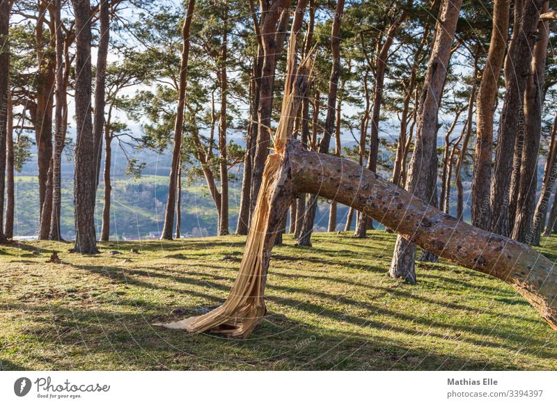 Abgebrochener Ast nach einem Sturm abgebrochen Schatten Baumrinde Geäst Baumstamm Natur Wald Himmel Blatt Pflanze grün Menschenleer Außenaufnahme Licht Umwelt