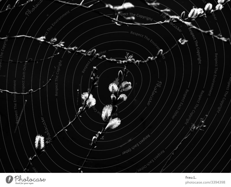 Wie Schneeflocken im Sonnenlicht wollten sie sein, die kleinen zarten Weidenkätzchen. Frühling blühen Natur Pflanze Blüte Tag Ast Zweig Blütenknospen Wachstum