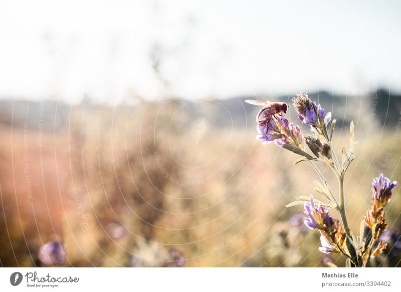 Biene an der Blüte im Frühling Umwelt Natur Tier Nutztier Honigbiene Pollen Insekt Blühend Duft fleißig Farbfoto Tag Menschenleer Außenaufnahme Flügel Garten