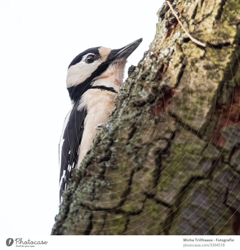 Buntspecht am Baumstamm Specht Dendrocopos major Kopf Schnabel Auge Feder gefiedert Flügel Tiergesicht Vogel Wildtier Nahaufnahme Makroaufnahme hängen Blick