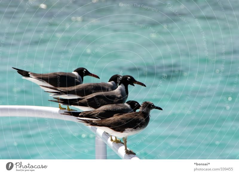 auf der stange Ausflug Sonnenbad Meer Wellen Wasser Sommer Schönes Wetter Bootsfahrt Reling Möwe Tiergruppe Tierfamilie beobachten Erholung genießen schaukeln