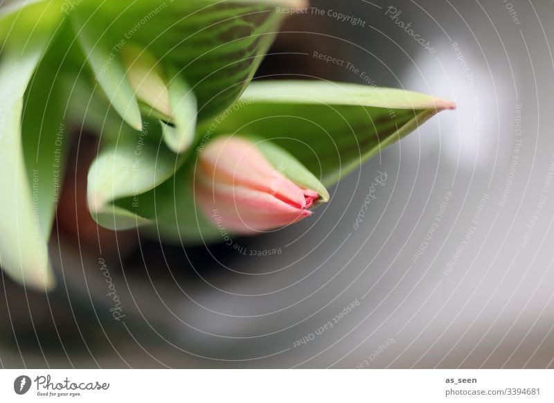 Tulpenblüte Blüte Blume Nahaufnahme Pflanze Frühling Detailaufnahme Natur Farbfoto Blütenblatt Schwache Tiefenschärfe Menschenleer Blühend Tag Unschärfe rosa