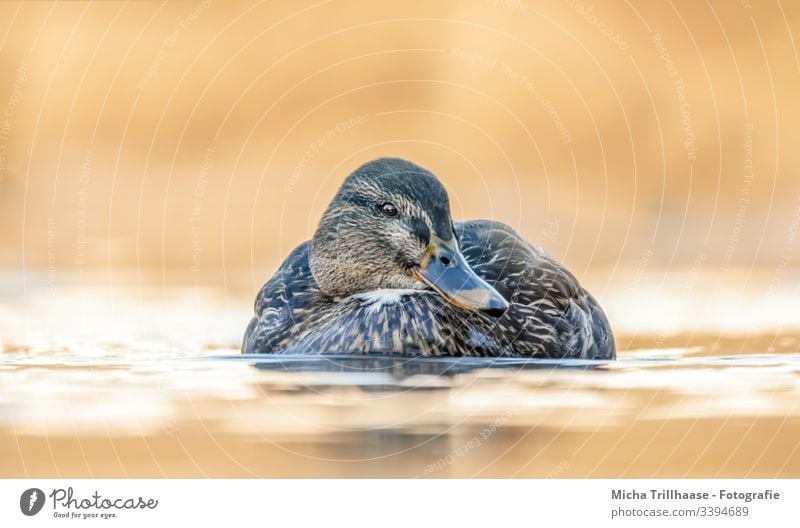 Schwimmende Stockente im Sonnenschein Ente Anas platyrhynchos schwimmen Wasser Vogel Natur Kopf Schnabel Auge Flügel Federn Gefieder See Wellen Abendlicht