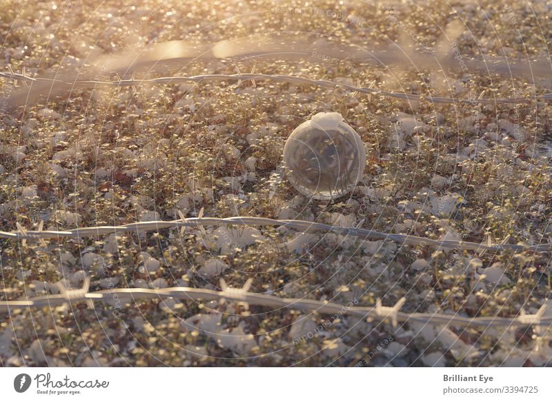 Glaskugel hinter einem Stacheldrahtzaun im Morgenlicht Schmelzen Frost gefroren frieren Zaun Feld Wiese Kristallkugel warm Wärme Schnee Sonnenlicht Gras spitz