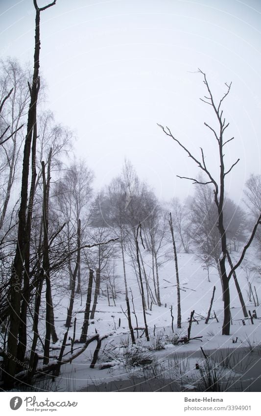 Karge Schneelandschaft Winter Gestrüpp Kälte eisig unwirtlich kalt Frost Natur Außenaufnahme Winterstimmung Wintertag Landschaft Winterwald Umwelt Wetter Wald