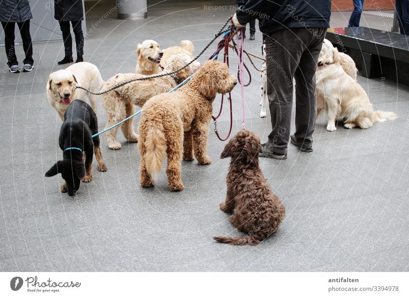 Keine Rudelbildung Hund Hunde Herrchen Mann Leine Beine Hundegruppe Haustier Tier Gassi gehen Innenaufnahme Bahnhof platz Farbfoto sitzen stehen braun