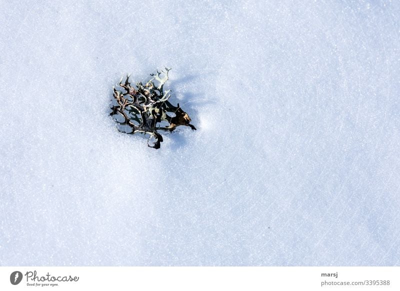 Flechte liegt auf Schnee und wirft einen feinen Schatten Flechten weiß liegen kalt frieren Winter Natur gefroren gebettet kalte jahreszeit Kälte natürlich