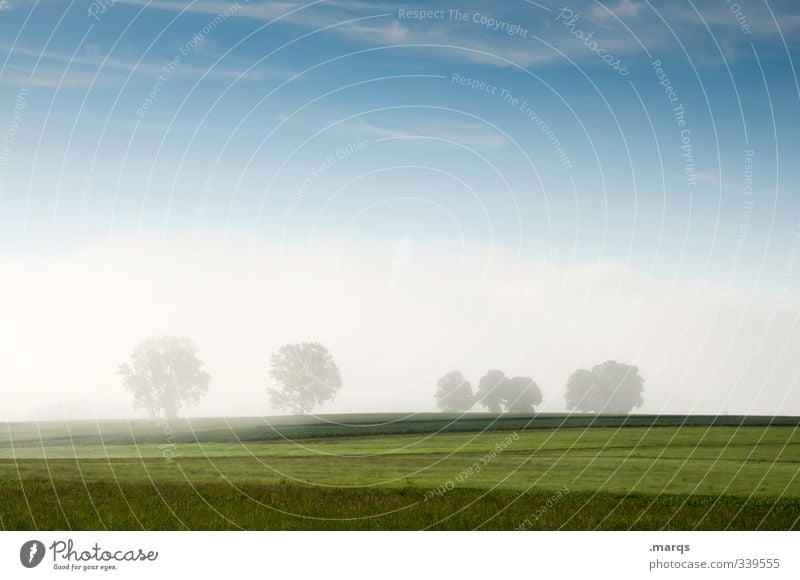 Sommerlich Ausflug Umwelt Natur Landschaft Urelemente Himmel Schönes Wetter Nebel Baum Park Wiese frisch schön Stimmung Beginn Leben Landwirtschaft