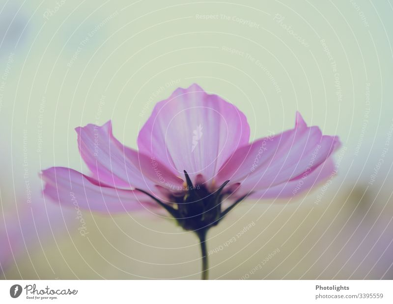 Cosmea - Schmuckkörbchen 1 Umwelt Natur Pflanze Sommer Blume Blüte Totale Garten Blühend Detailaufnahme Menschenleer Außenaufnahme Farbfoto Leben