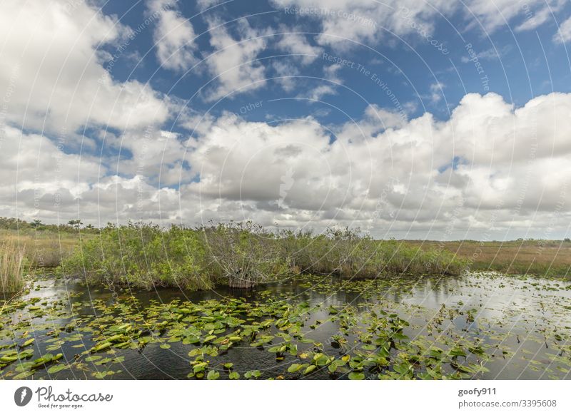 Everglades Florida Natur Everglades NP Urlaub Wasser Wolken Landschaft Umwelt Außenaufnahme Ferien & Urlaub & Reisen USA Abenteuer Ferne Ausflug Tourismus