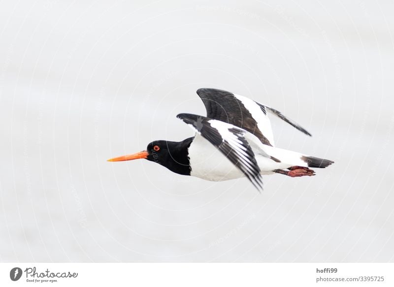 Austernfischer im Flug Vögel Wildvögel Nordsee Tierporträt Bewegung beobachten authentisch schreien fliegen frisch Morgen Sonnenlicht Himmel Natur Küste