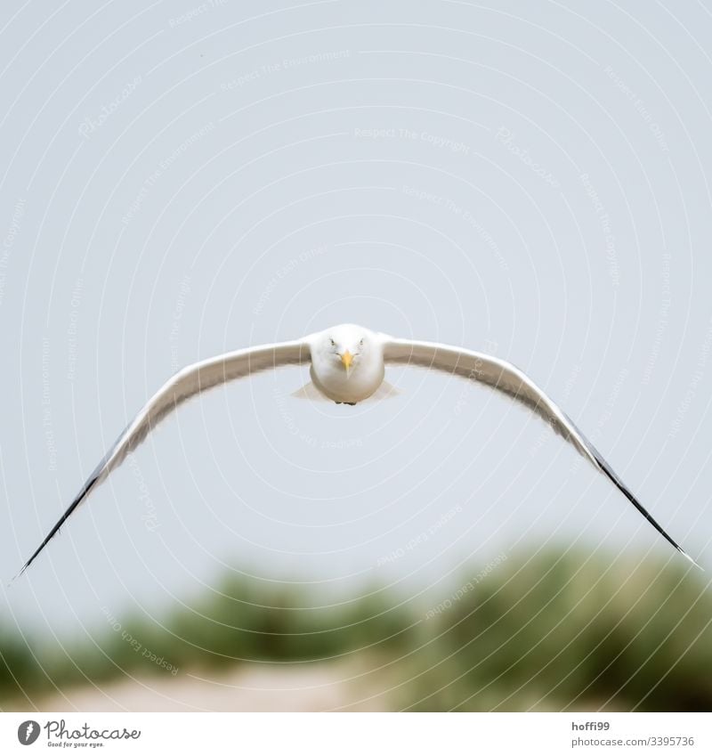 Möwe im Fokus Möwenfliegen Augenkontakt Flügel Vogel Feder Ostsee Dominikanermöwe Leichtigkeit Jagd Mantelmöwe Larus dominikanus elegant ästhetisch Air