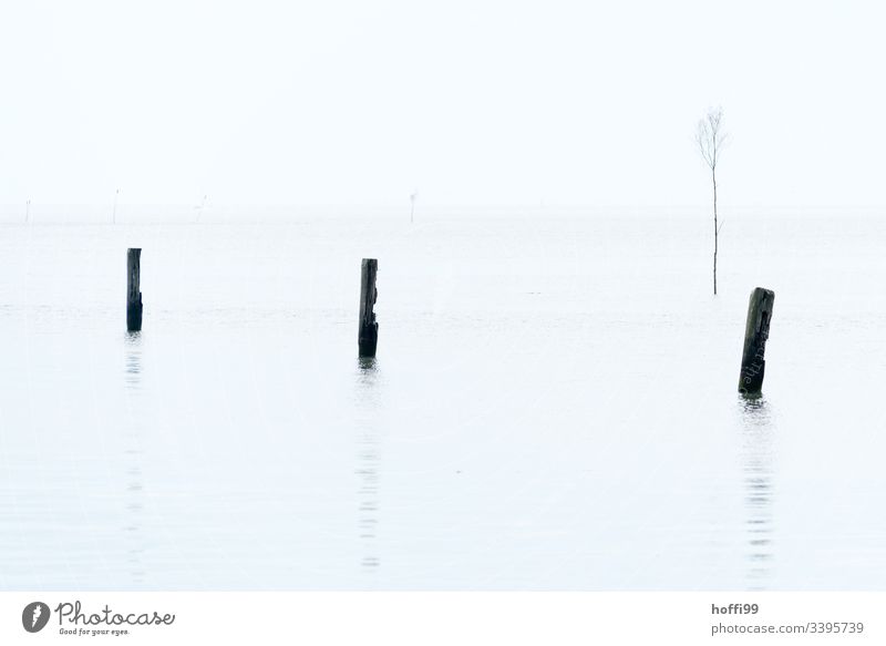 Pfähle im Wasser mit Nebel weißer Himmel Ebbe drei minimalistisch minimalistisches Muster Naturschutzgebiet Pfahl weißer Hintergrund Menschenleer Fahrrinne