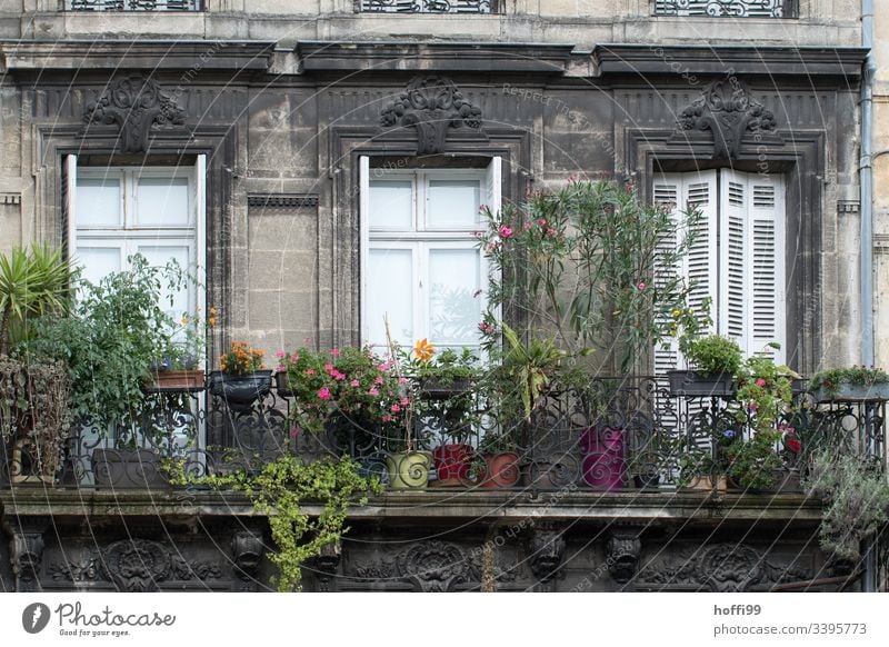 begrünter Balkon vor Fenster mit geschlossenen Fensterläden Zaun Pfeil Fensterladen Sprossenfenster Natursteinfassade Fassade Mauer Wand Jalousie Rollladen