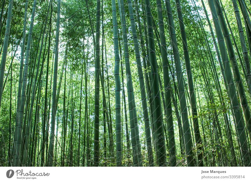 Bambuswald Wald grün Natur Japan reisen Urwald Außenaufnahme Umwelt