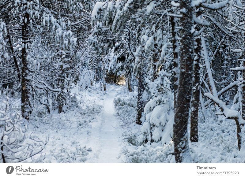 Warmes Licht am Ende eines frostigen Weges Winter Schnee frost snow Kälte Wege & Pfade Lichterscheinung Lichteinfall Sonnenlicht warm Baum Hoffnung Ziel