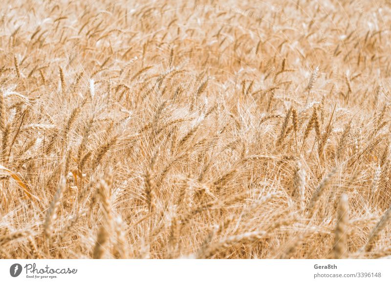 Muster der Weizenähren auf dem Feld agrar landwirtschaftlich Ackerbau Agronomie Hintergrund Klima Farbe Ernte kultivieren Kultur Tag Bauernhof Landwirtschaft