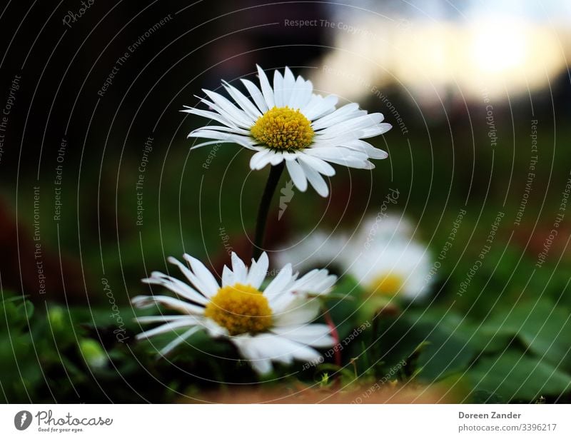 Gänseblümchen auf einer Wiese Blume Frühling Natur weiß Gras Nahaufnahme Rasen Außenaufnahme Garten Farbfoto Blüte Pflanze Blumenwiese Schwache Tiefenschärfe