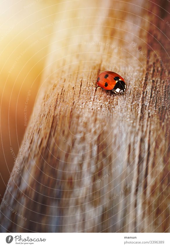 Marienkäfer, krabbelnd  auf dem Holzweg, beschienen von geblichem Licht, was den Eindruck wohliger Sonnenwärme vermittelt und den Gedanken an Glück aufkommen lässt