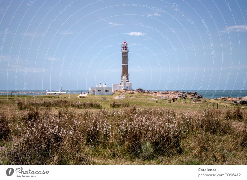 Der Himmel, das Meer, ein Leuchtturm. Im Vordergrund  wächst wild durcheinander der Strandgarten Strandlandschaft" Küste Ferien & Urlaub & Reisen Erholung