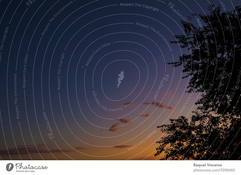 Wunderschöne Landschaft am Abendhimmel, mit dem Neumond im Hintergrund und den Blättern der Bäume im Gegenlicht Abenddämmerung Sonnenuntergang Himmel Dämmerung