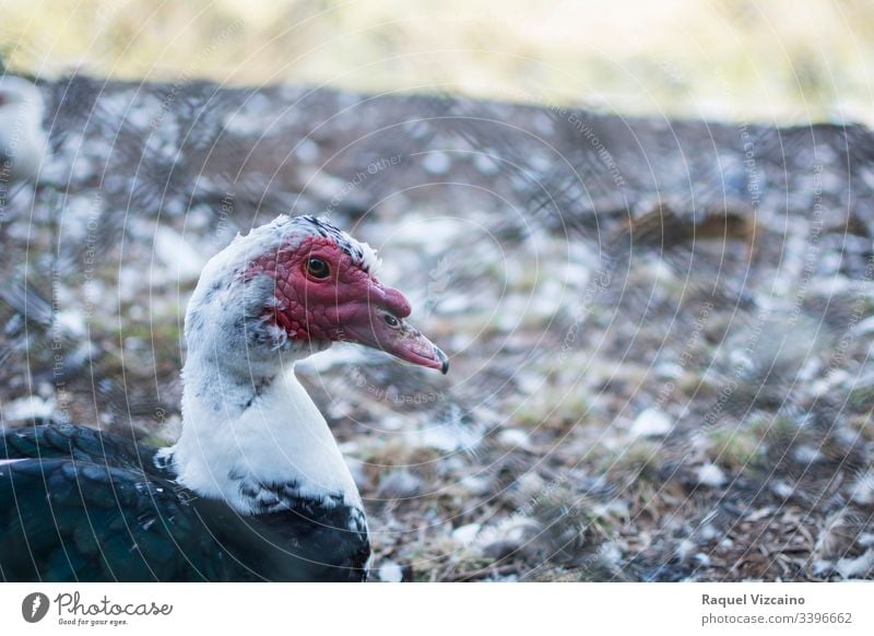 Kopfporträt einer schwarzen Moschus-Ente im Park, auf der anderen Seite des Zauns. Tier Porträt Vogel Natur Hausgans Schnabel Wasser eingesperrt Federn