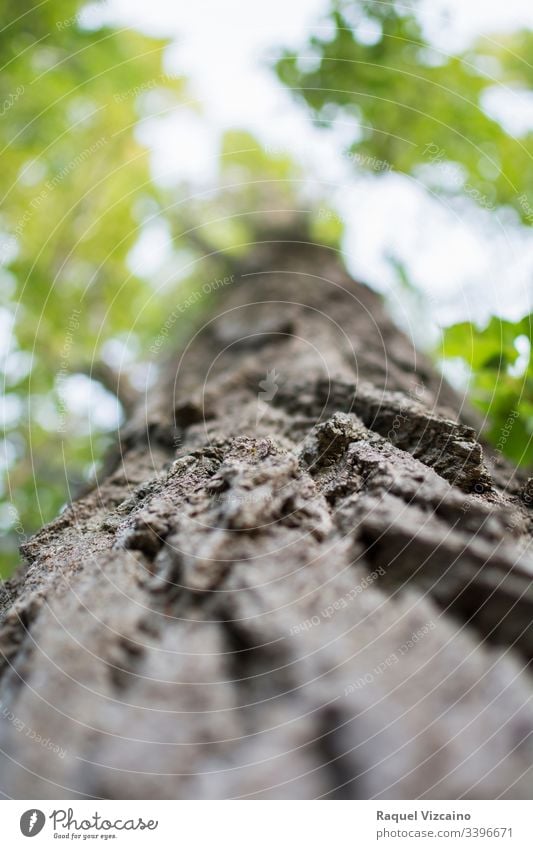 Niedriger Winkel eines Baumstammes, fokussiert im Vordergrund und seine grüne Tasse im Hintergrund und unscharf. Baumkrone Natur Wald Moos Holz niedriger Winkel