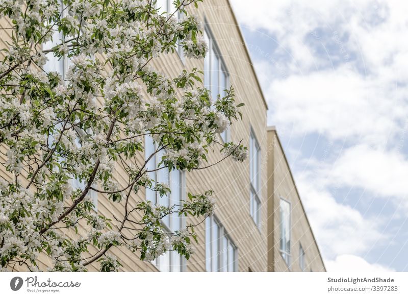 Blühender Baum und blauer Himmel, der sich in den Fenstern spiegelt Gebäude Haus Fassade Bäume Wolken reflektierend Blüte Frühling Ast Niederlassungen Blütezeit