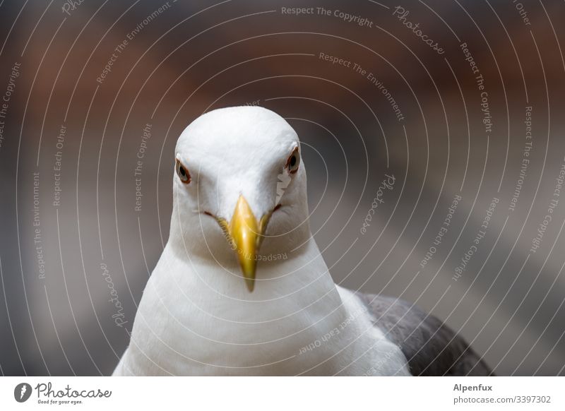 junge attraktive skeptisch schauende Möwe im weißen Federkleid und gelben Lippen Vogel Schnabel Tier schön