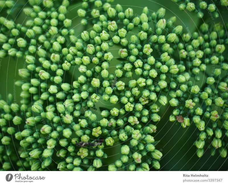 Knospen der Fetten Henne Grün Fette Henne Natur natürlich Nahaufnahme Frische frisch Pflanze organisch schön Frühling Anfang Erwachen Sich entfalten Neubeginn