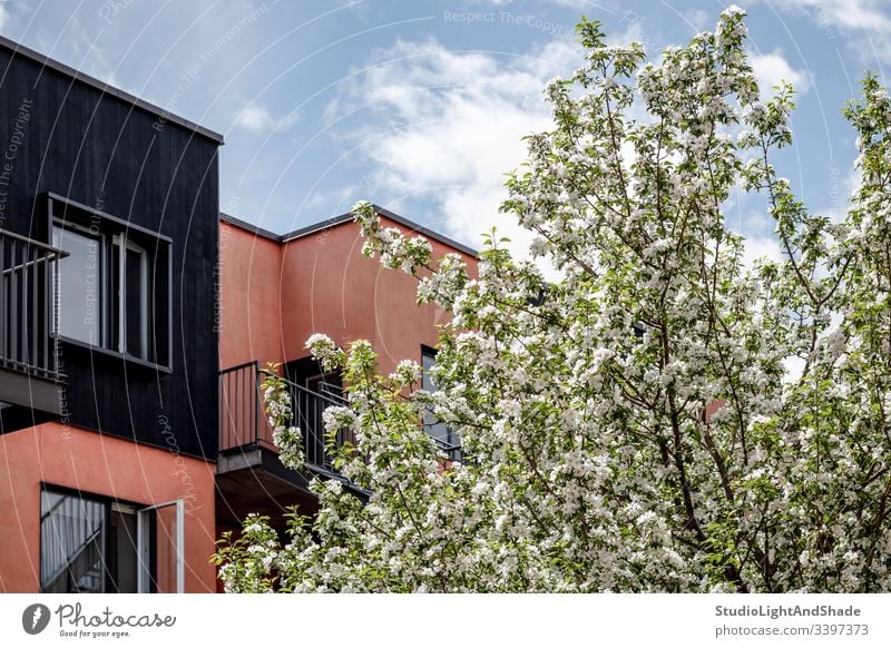 Blühender Baum, rosa Gebäude und blauer Himmel Haus heimwärts Bäume Blüte Frühling Ast Niederlassungen Blütezeit Überstrahlung Blumen Kirschbaum Apfelbaum