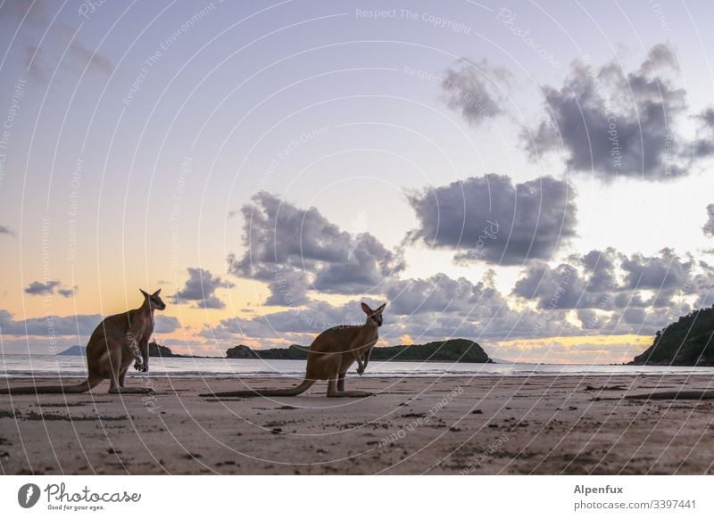 Urlaub Känguruh Australien Farbfoto Ferien & Urlaub & Reisen Strand Wasser Ozean Meer Küste Außenaufnahme Natur Himmel Sommer Landschaft Tourismus Wellen