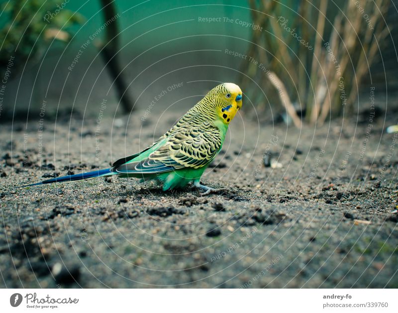 Wellensittich. Natur Tier Vogel Zoo 1 niedlich Tierliebe Umwelt Umweltschutz Papageienvogel mehrfarbig Schwarmvogel Wildtier klein grün gelb Tierschutz Erde