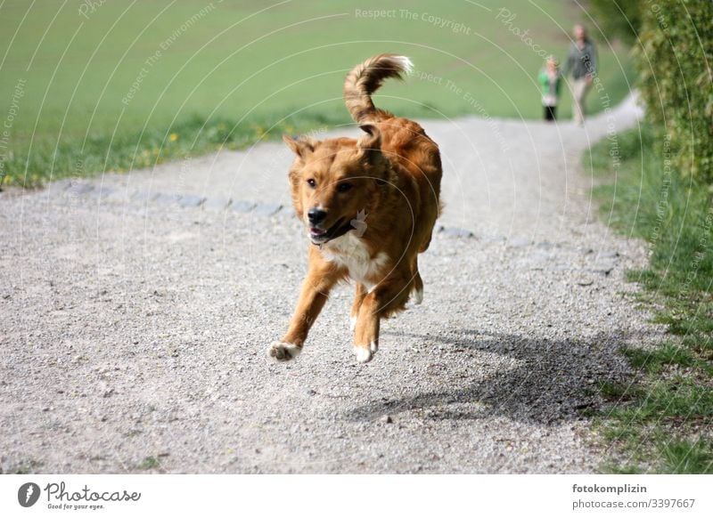 Hund in Bewegung Gassi gehen Haustier springen rennender Hund Spaziergang