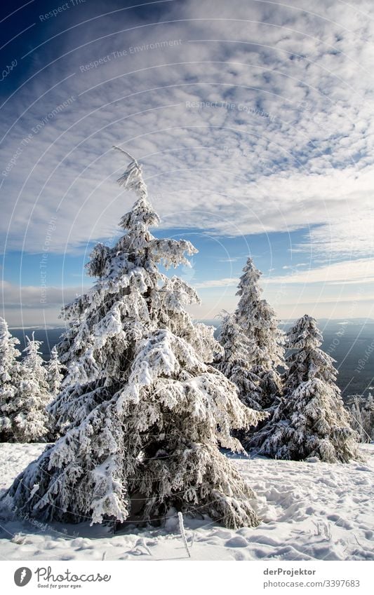 Harzer Winterlandschaft IV Ausflug Abenteuer Ferne Freiheit Ferien & Urlaub & Reisen Tourismus Winterurlaub wandern Umwelt Natur Schönes Wetter Pflanze