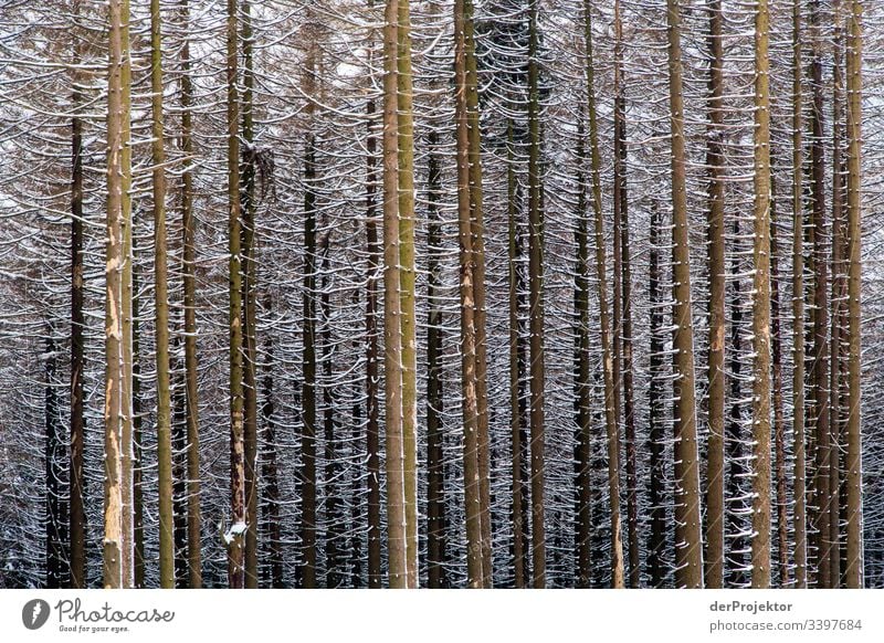 Winterwald im Harz/Brocken V Sturmschaden Borkenkäfer Klimawandel Gebirge Sachsen-Anhalt Abenteuer Tourismus Ausflug Freiheit Sightseeing Schnee Winterurlaub