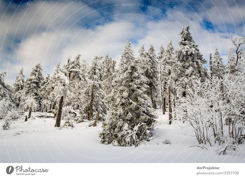 Harzer Winterlandschaft III Ausflug Abenteuer Ferne Freiheit Ferien & Urlaub & Reisen Tourismus Winterurlaub wandern Umwelt Natur Schönes Wetter Pflanze