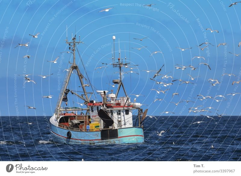 Ostsee Kutter Rügen Fischfang Möwenvögel Himmel Schiff Boot ship Menschenleer Außenaufnahme Farbfoto Meer Tag Vogel Tier Wasser Umwelt Flügel Tiergruppe