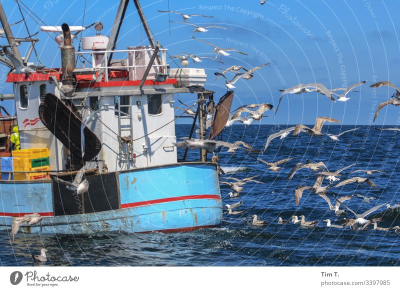 Heimfahrt Ostsee Kutter fischkutter Möwe Farbfoto Vogel Küste Außenaufnahme Meer Menschenleer Natur Tier Wasser Tag Umwelt Wellen Flügel Tiergruppe blau fliegen