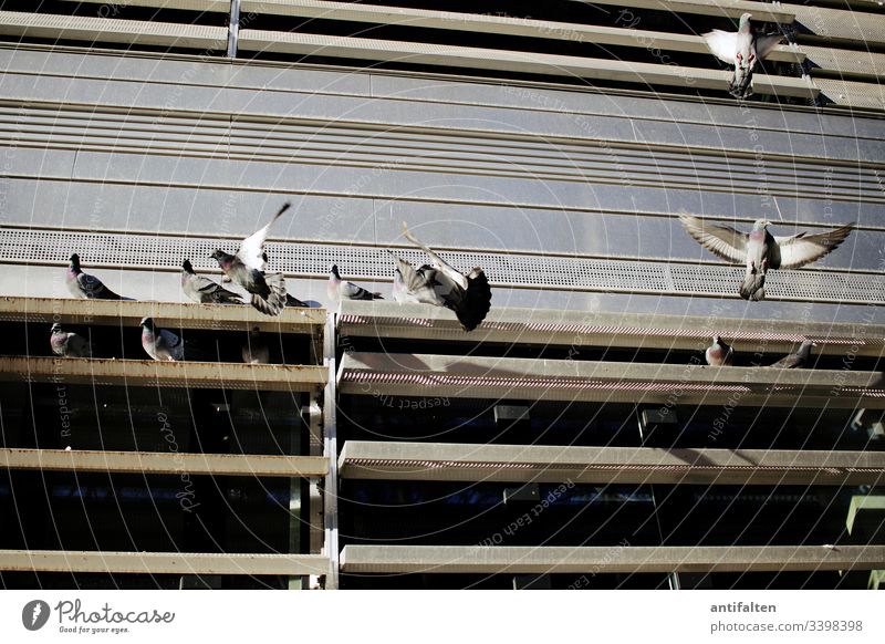 Taubenschlag Feder Flügel fliegen Vogel Freiheit Schnabel Fassade Gebäude Bürogebäude Universität Lamellenjalousie Tag Frieden Tier Außenaufnahme Friedenstaube