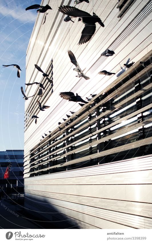 Unruhe Taubenschlag tauben flug fliegen Flügel Fassade Fassadenverkleidung Vogel Tier Farbfoto Himmel Tag Natur Freiheit Feder Schnabel Vogelflug Außenaufnahme