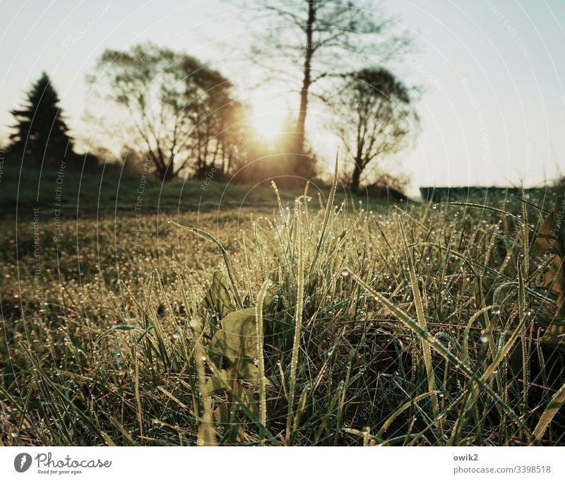 Nasse Halme im Gegenlichte Wiese Gras nass Wasser Idylle Morgentau Makroaufnahme Nahaufnahme Natur grün Pflanze Umwelt feucht Detailaufnahme