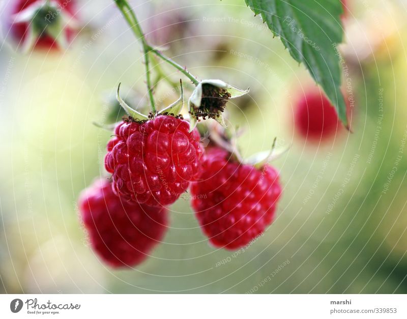 fruchtig süß Lebensmittel Frucht Ernährung Essen Natur Pflanze Sträucher Garten Himbeeren lecker geschmackvoll Unschärfe Schwache Tiefenschärfe Farbfoto