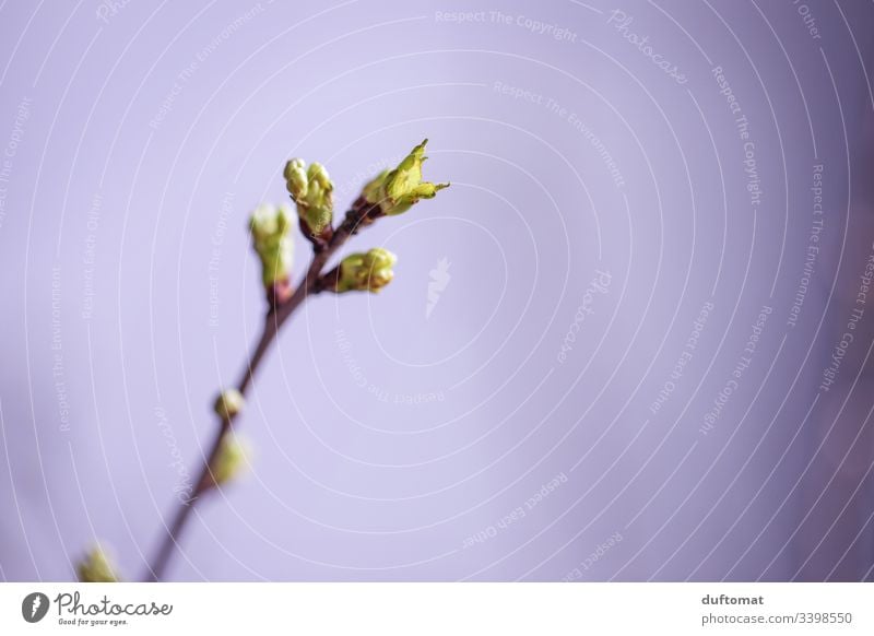 Zweig mit Blütenknospen, Apfelzweig, Astblätter Apfelblüte Natur Knospe austreiben blühen Frühling Pflanze Blume Garten Nahaufnahme Wachstum Blühend Baum