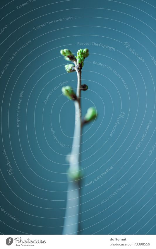 Zweig mit Blütenknospen, Frühlingshaft, blaugrün Ast Apfelblüte Natur Knospe austreiben blühen Pflanze Blume Garten Nahaufnahme Wachstum Blühend Baum natürlich